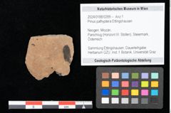 Foto (Objekt + Etikett) von Pinus pathyptera Ettingshausen (NHMW-GEO-2024-0188-0289)